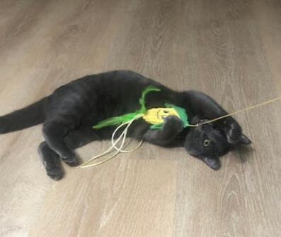 Cat Toys & Enrichment