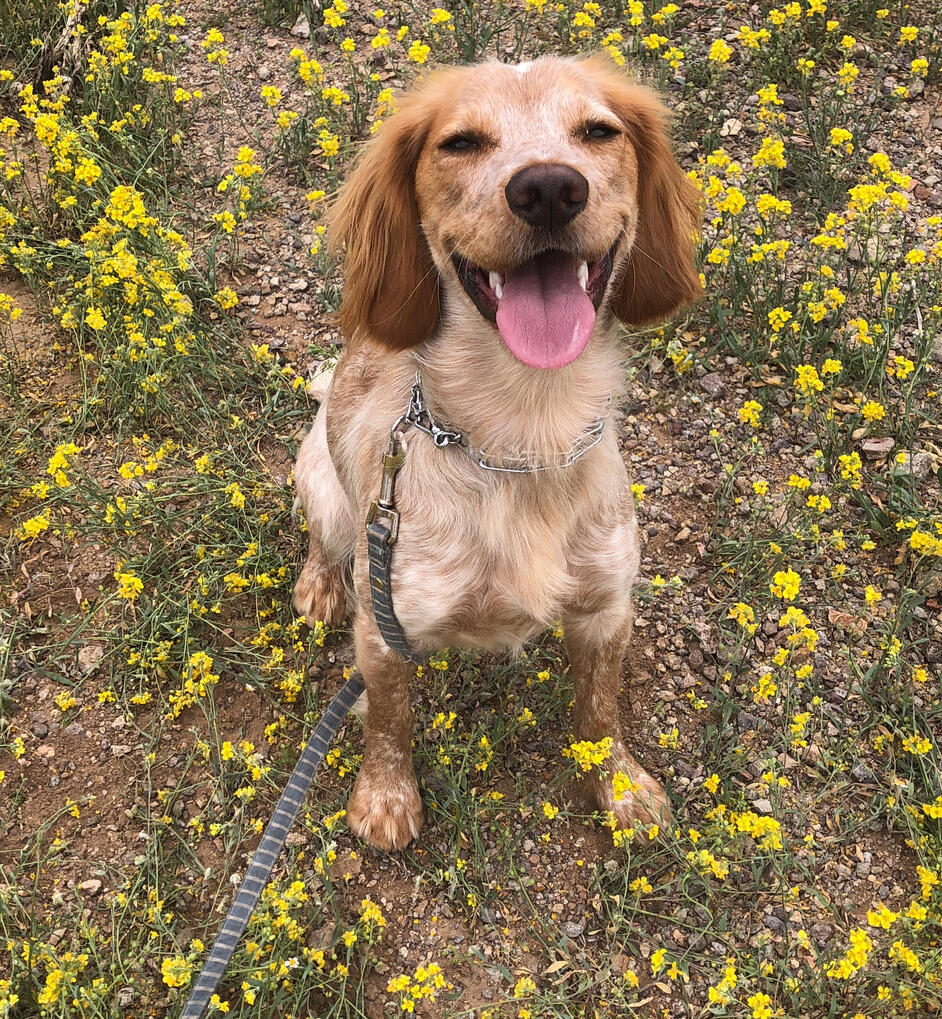 Dog Health & Wellness
