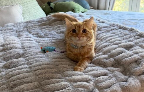 Cat Supplies