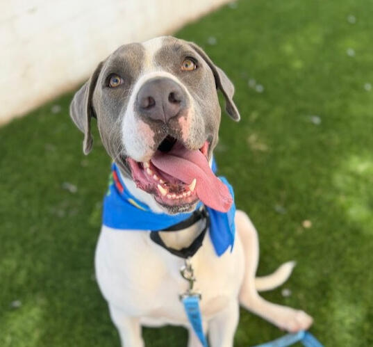 Dog Training & Supplies