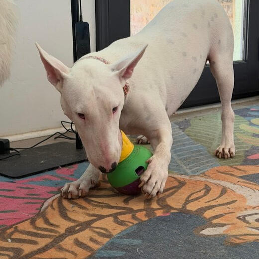 Dog Toys & Enrichment