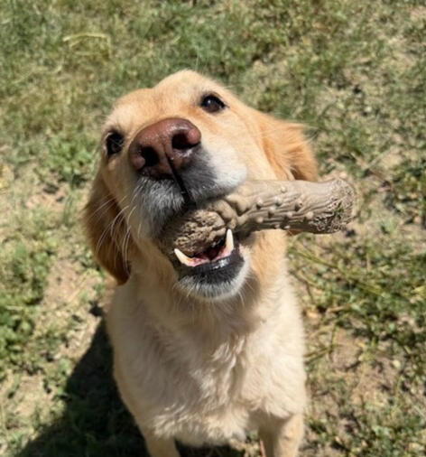 Dog Toys & Enrichment