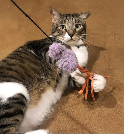 Cat Toys & Enrichment
