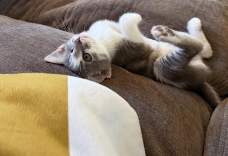 Cat Health & Wellness