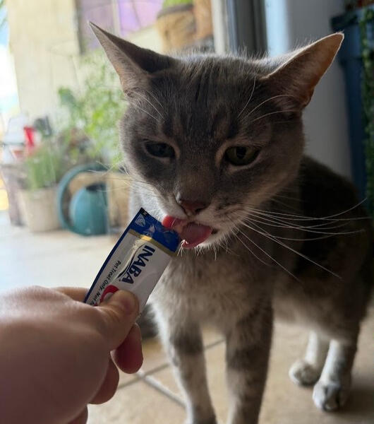 Cat Treats