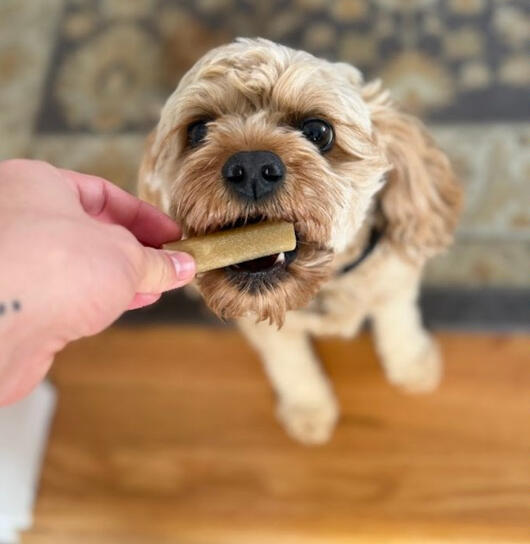 Dog Treats