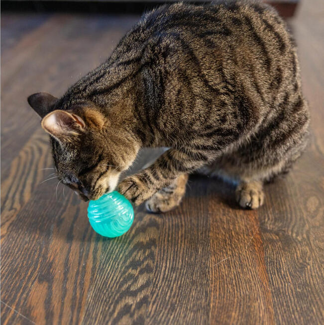 Catstages Treat Ball